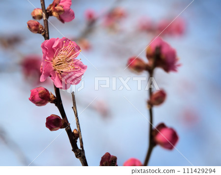 Red plum blossoms in January "Yaekankou" Red plum blossoms in January "Yaekankou" 111429294