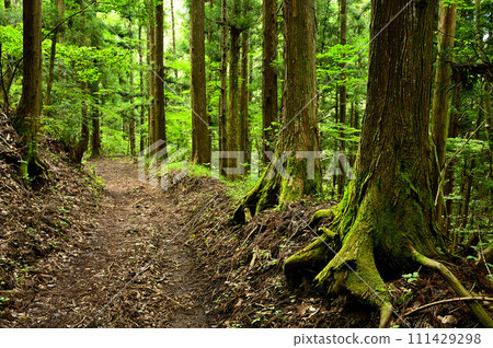 Doshi Mountain Forest Tatenotsuka Pass Course Climbing Trail Doshi Mountain Forest Tatenotsuka Pass Course Climbing Trail 111429298