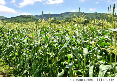 山梨縣忍野村，夏季景觀，玉米田和大平山 111429316