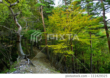 Hatchozaka no Kashira in Tanzawa, the ridgeline of the Hatchozaka course in autumn colors 111429325