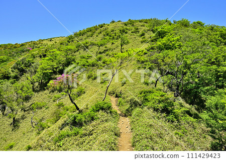 Tanzawa's Houki Sugisawa no Kashira: Mountain path along the Tanzawa Main Line in early summer Tanzawa's Houki Sugisawa no Kashira: Mountain path along the Tanzawa Main Line in early summer 111429423