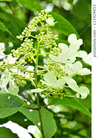 道子山地塊的石割山紀次 道子山地塊的石割山紀次 111429453