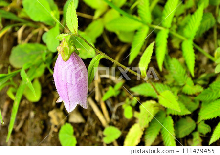 道志山地塊的石割山、山螢袋 道志山地塊的石割山、山螢袋 111429455