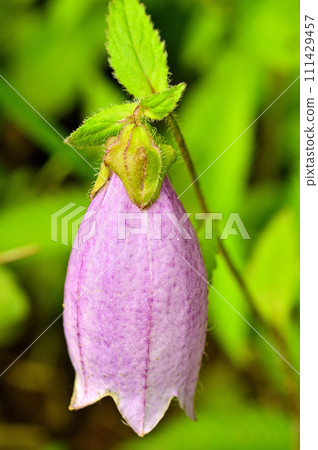 道志山地塊的石割山、山螢袋 道志山地塊的石割山、山螢袋 111429457