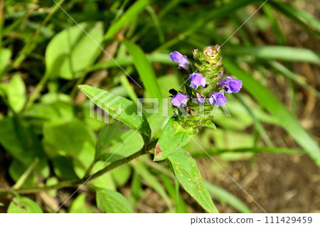 多志山地塊的石割山,豬籠草 多志山地塊的石割山,豬籠草 111429459