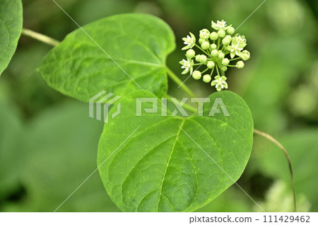 池間,石割山,多志山地塊 池間,石割山,多志山地塊 111429462