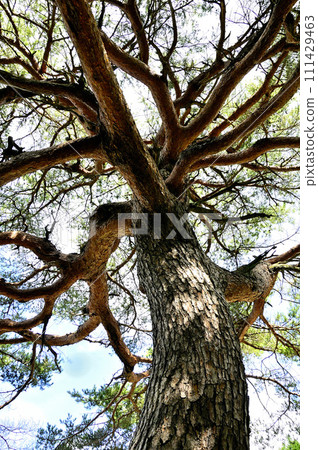 Ishiwariyama in Doshi Mountain Massif, red pine at Nijumagari Pass 111429463