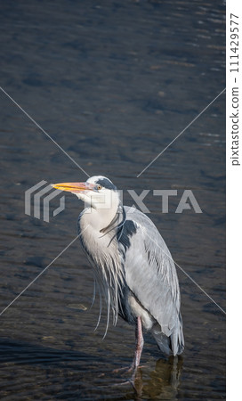 Gray heron 111429577