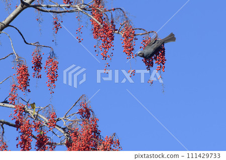 鵯啄食莓果 111429733