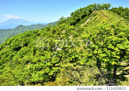 從丹澤的不動峰和丹澤的綠色主流田澤之香看到的富士山 111429912