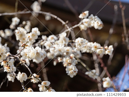 Plum blossoms of Yushima Tenjin 111429933