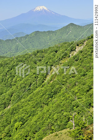 丹澤山脈丹澤山的清新綠色山脈中的富士山 丹澤山脈丹澤山的清新綠色山脈中的富士山 111429992