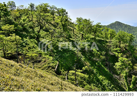 從丹澤山脈的丹澤山、清新的青山和殿嶽山 111429993