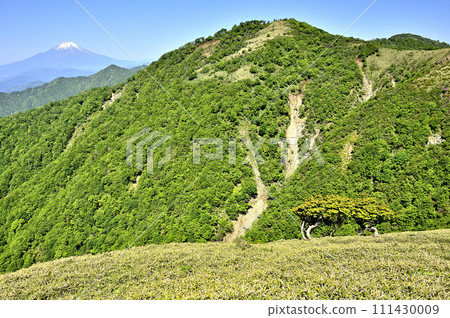 從丹澤山脈的丹澤山眺望初夏的富士山和丹澤主山脈的山脈。 從丹澤山脈的丹澤山眺望初夏的富士山和丹澤主山脈的山脈。 111430009
