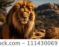 Lion on a natural habitat 111430069