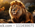 Lion on a natural habitat 111430075