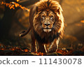 Lion on a natural habitat 111430078