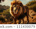 Lion on a natural habitat 111430079