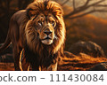 Lion on a natural habitat 111430084