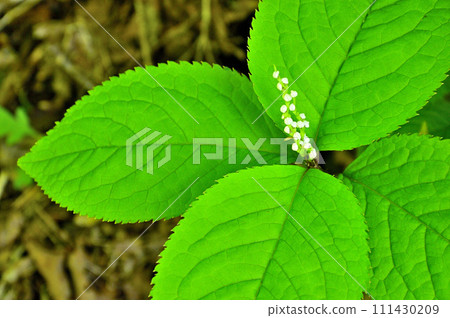 二靜塚丹澤的丹澤山 111430209