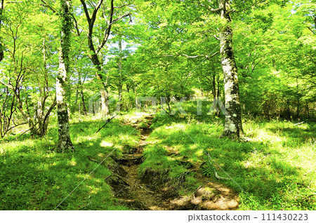 Mt. Tanzawa in the Tanzawa Mountains, Tennoji Ridge mountain trail in early summer Mt. Tanzawa in the Tanzawa Mountains, Tennoji Ridge mountain trail in early summer 111430223