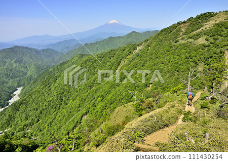 Mt. Tanzawa in the Tanzawa Mountains. View of Mt. Fuji from the Tanzawa main mountain. 111430254