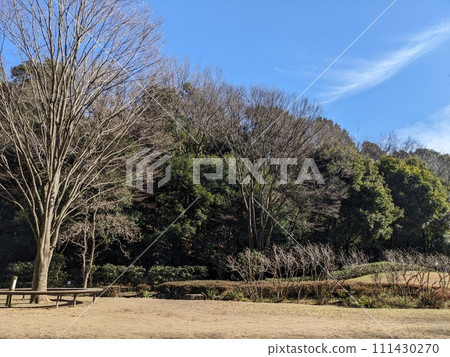 寒冷天氣前一天的東高根森林公園風景 寒冷天氣前一天的東高根森林公園風景 111430270