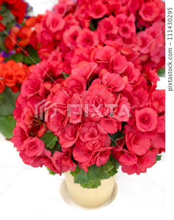 Elachiol begonia Elachiol begonia 111430295