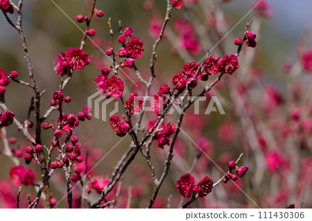 Blooming plum blossoms of the Rosaceae Prunus genus 111430306
