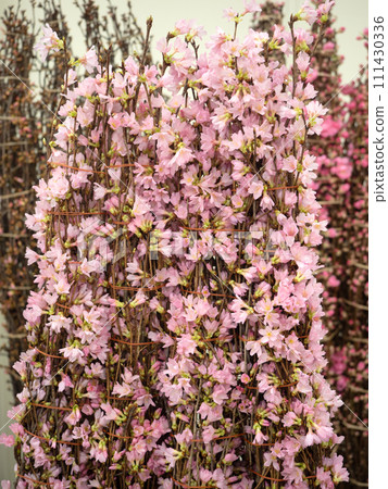 Okamezakura cut flowers 111430336