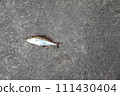 Isaki Isaki Isagi 111430404