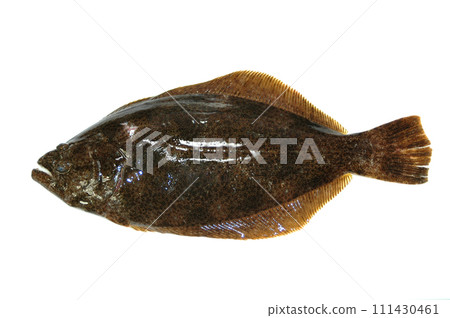 I took a photo of the side with the eyes of the flounder against a white background. I took a photo of the side with the eyes of the flounder against a white background. 111430461