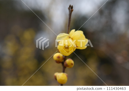 Iiyama Hakusan Forest Park Robai Hill’s Wax Plum Blossoms Iiyama Hakusan Forest Park Robai Hill’s Wax Plum Blossoms 111430463