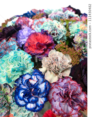 色彩繽紛的染色康乃馨 色彩繽紛的染色康乃馨 111430482