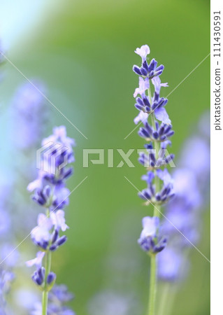 Lavender in the traditional lavender field of Farm Tomita in Nakafurano-cho, Hokkaido 111430591
