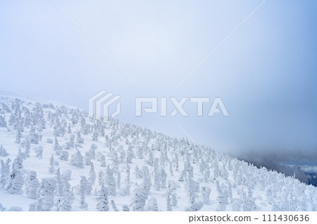 山形縣山形市山形藏王的霜凍樹木 111430636