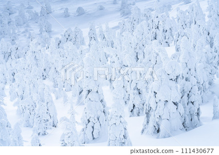 Frost-covered trees in Yamagata Zao, Yamagata City, Yamagata Prefecture 111430677