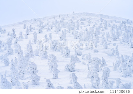 山形縣山形市山形藏王的霜凍樹木 山形縣山形市山形藏王的霜凍樹木 111430686