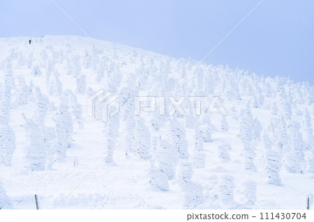Frost-covered trees in Yamagata Zao, Yamagata City, Yamagata Prefecture 111430704