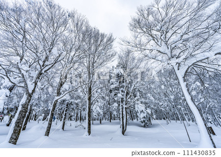 Winter Zao Plateau "Rime" Yamagata City, Yamagata Prefecture Winter Zao Plateau "Rime" Yamagata City, Yamagata Prefecture 111430835