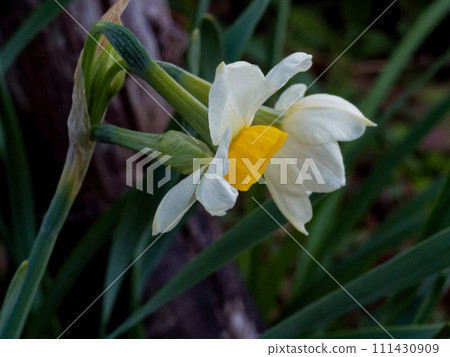 球根植物石蒜科日本水仙花的開花 111430909