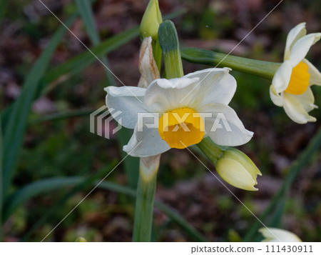 Flowering of bulbous plant Amaryllidaceae Japanese daffodil 111430911