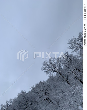 Tree with snow Tree with snow 111430913