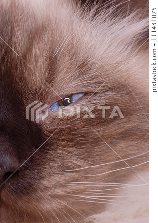 Portrait of a beige cat with brown. A cat of the Neva Masquerade breed. Part of a cat's face. Portrait of a beige cat with brown. A cat of the Neva Masquerade breed. Part of a cat's face. 111431075