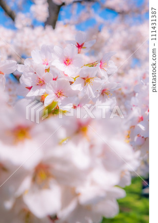 盛開的櫻花(柔焦) 盛開的櫻花(柔焦) 111431387