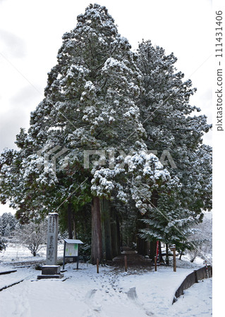 冬天的芽山立山寺的利賀樹（富山縣上市町） 111431406