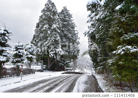 冬天的芽山立山寺的利賀樹(富山縣上市町) 冬天的芽山立山寺的利賀樹(富山縣上市町) 111431408