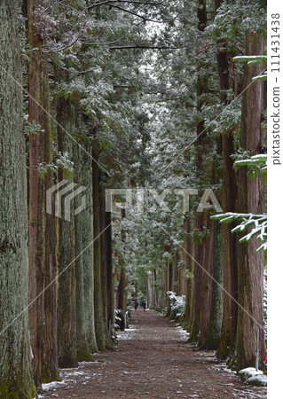 冬天的芽山立山寺的利賀樹（富山縣上市町） 111431438