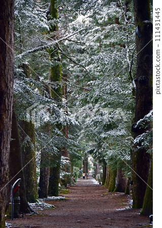 Toga trees at Memeyama Tatezanji Temple in winter (Kamiichi Town, Toyama Prefecture) 111431445