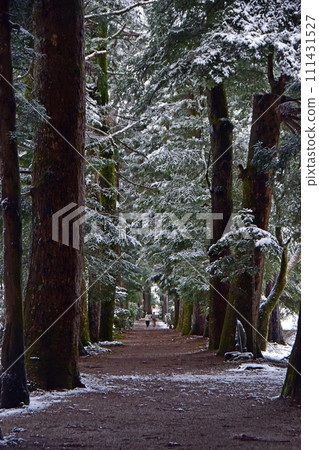 Toga trees at Memeyama Tatezanji Temple in winter (Kamiichi Town, Toyama Prefecture) Toga trees at Memeyama Tatezanji Temple in winter (Kamiichi Town, Toyama Prefecture) 111431527